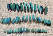 Naturally molted covert for sale  Houston