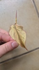Philodendron scandes micans gebraucht kaufen  Erfurt