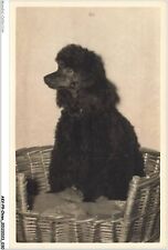 Akvp9 0660 chien d'occasion  France