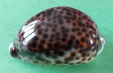 Cypraea tigris 111.1 d'occasion  Fréhel