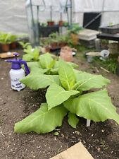 Amber leaf tobacco for sale  CLACTON-ON-SEA