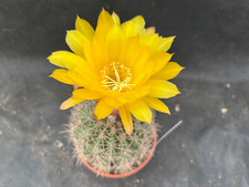 Lobivia formosa cactus usato  Massafra