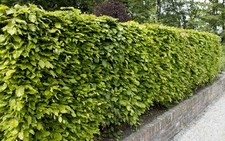 25x rotbuche fagus gebraucht kaufen  Mölln