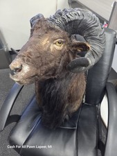 Taxidermy ram goat for sale  Lapeer