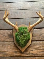 Vintage mounted whitetail for sale  Mechanicsburg