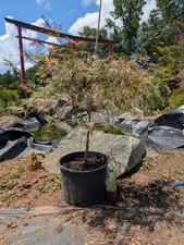 Japanese maple high for sale  Woodleaf