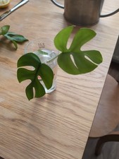 Monstera minima kopfsteckling gebraucht kaufen  Potsdam