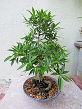 Ficus salicaria neriifolia for sale  Miami