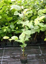 Hainbuche weißbuche heckenpfl gebraucht kaufen Hainbuche weißbuche heckenpfl gebraucht kaufen  Badersleben