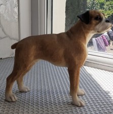 Brown boxer dog for sale  TONYPANDY