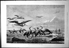 Old herons sea for sale  UK