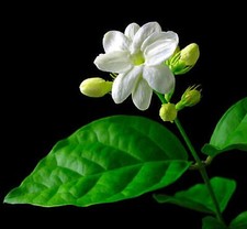 Jasmine plant height for sale  Valley Stream