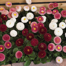 Bellis bellissima mixed for sale  UK
