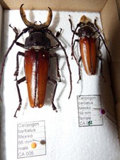cerambycidae gebraucht kaufen cerambycidae gebraucht kaufen Pliezhausen