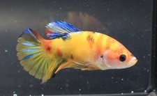 koi d'occasion koi d'occasion Expédié en Belgium
