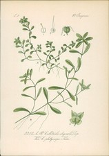 Chromolithographie sumpf wasse for sale  Shipping to United Kingdom