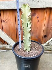 Variegated euphorbia ammak for sale  Murrieta