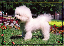 Bichon frise postkarte gebraucht kaufen  Parkstein