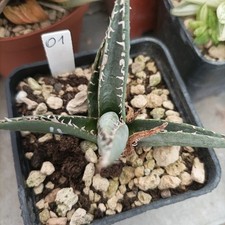 Agave titanota emperor usato  Porto Cesareo
