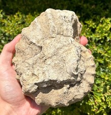 Unprepped ammonite fossil for sale  Coppell