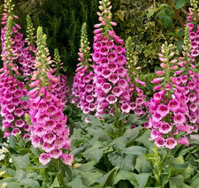 Fox glove flower for sale  Berwyn