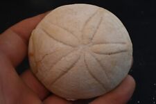 Oursin fossile echinocorys d'occasion  Forcalquier