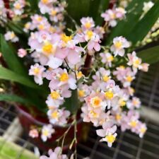 Oncidium twinkle pink for sale  SANDBACH