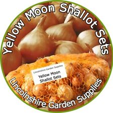 Shallot sets yellow for sale  BOSTON