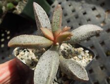 Adromischus marianae hybrid10 for sale  Encinitas