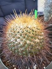 Mammillaria pettersonii cactus for sale  Riverside