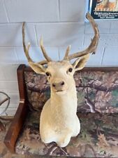 White fallow deer for sale  Mountain View