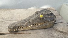Taxidermie crâne crocodile d'occasion Taxidermie crâne crocodile d'occasion  Lorient