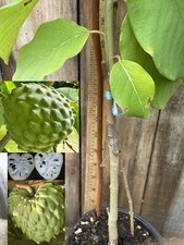 Rare grafted bumpo for sale  Temple City