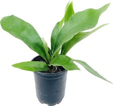 Staghorn fern live for sale  USA
