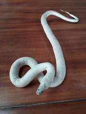 Taxidermie serpent blanc d'occasion  Muzillac
