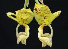 Stanhopea deltoidea species d'occasion  Paris XV