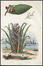 1833 gravure aquarellée d'occasion  Besançon