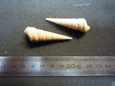 125.18 turritella interposita usato  Spedire a Italy