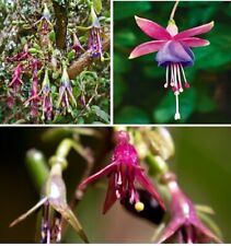 Tree fuchsia fuchsia for sale  BROCKENHURST