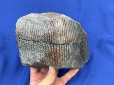 Carboniferous calamites tree gebraucht kaufen  Saarbrücken