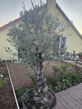 Livenbaum heizung abdeckung gebraucht kaufen Livenbaum heizung abdeckung gebraucht kaufen  Berlin