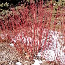 Cardinal red twig for sale  Pelzer