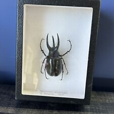 Mounted rhino beetle for sale  Mooresville
