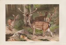 Damwild damhirsch rudel gebraucht kaufen  Kassel