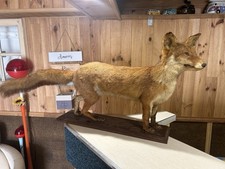 Ancienne taxidermie renard d'occasion  Saint-Brevin-les-Pins