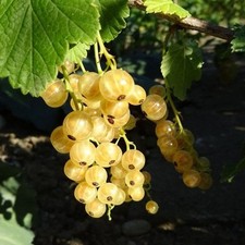 Porzeczka biała z 'Jűterbog' P9/C1 na sprzedaż  PL