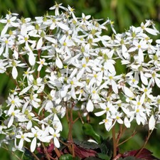 Saxifrage dancing pixies for sale  LLANDYSUL