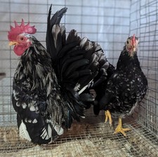 Serama hatching eggs d'occasion  Expédié en Belgium