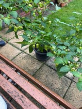 Naga chilli plant for sale  LONDON