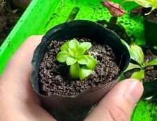 Pinguicula weser plante d'occasion  Freyming-Merlebach